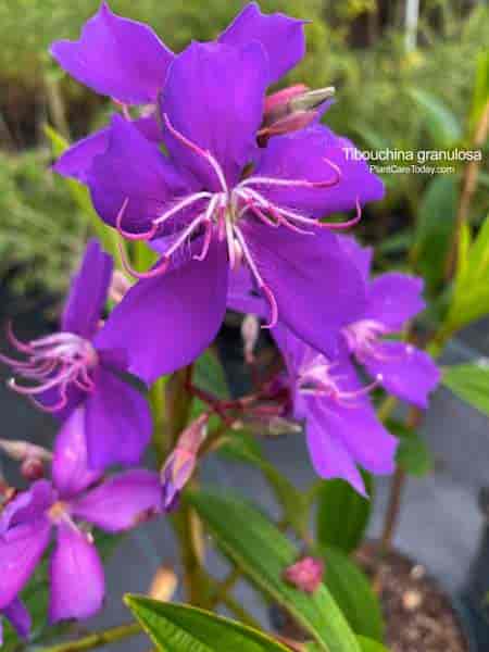 Flowers of the Tibouchina granulosa (Freund Flowering Trees)