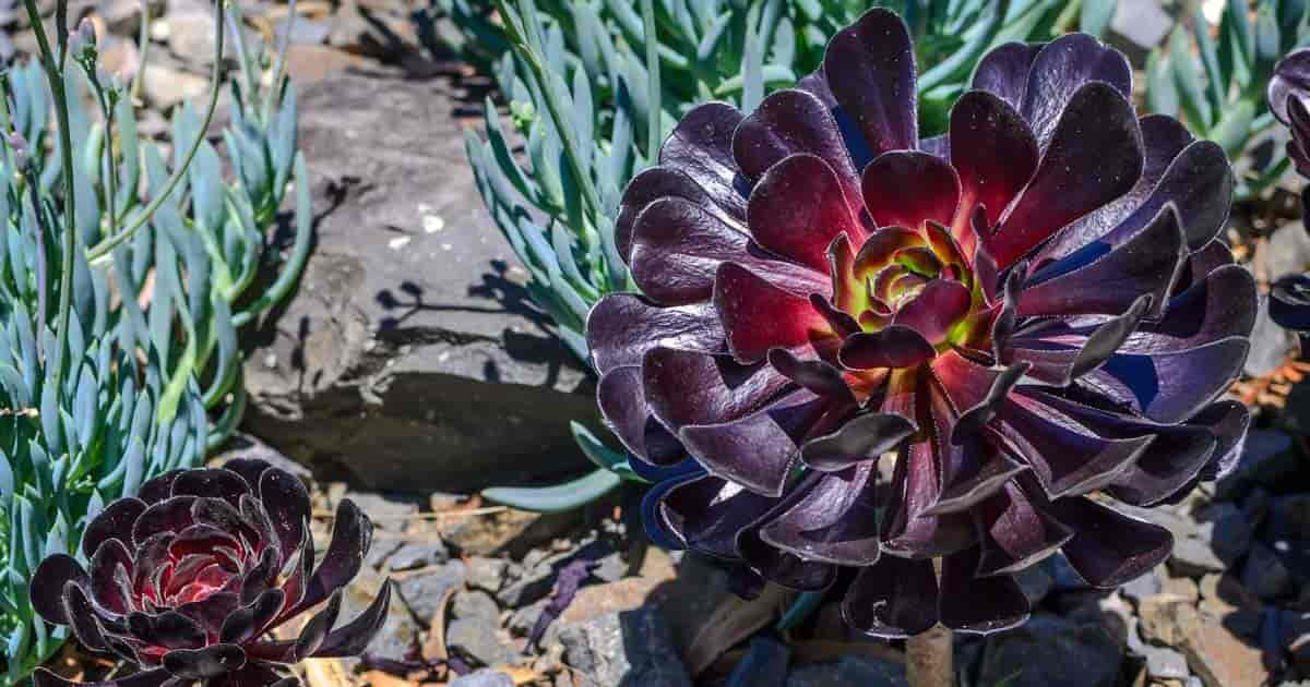 Aeonium arboreum 'Zwartkop'