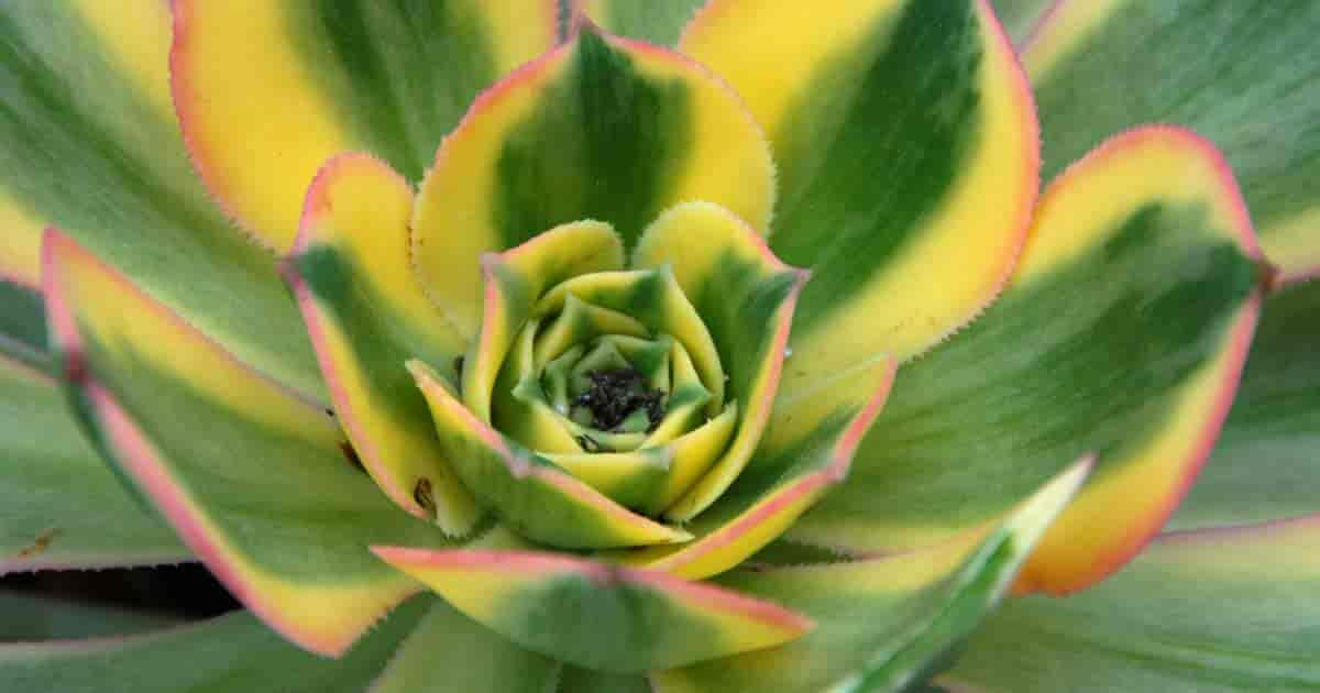 Aeonium 'Sunburst'