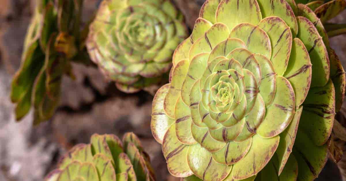 Aeonium canaries