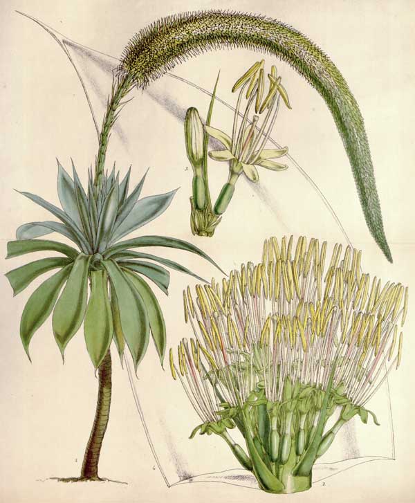 Botanisk illustrasjon av Agave demper viser blomsterstand, blomster og prøveplanter