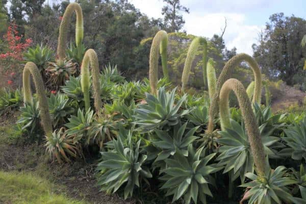 Gruppe av blomstrende Fox Tail agave attenuata