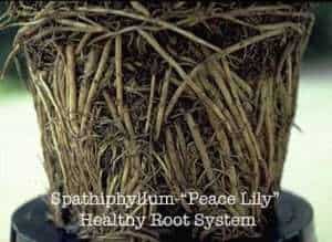 peace_lily_heathly_root