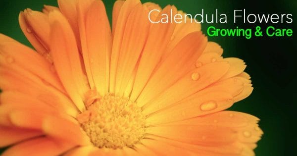 calendula-flowers-93020152672