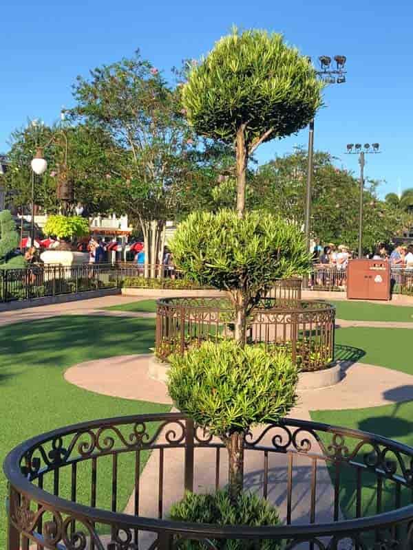 Pottede podokarper skjæres i toppkuler - Disney World Orlando Florida