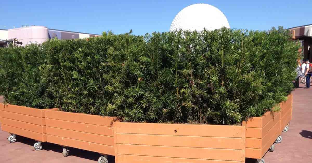 Bevegelige Podocarps-planter på Disney World EPCOT Orlando Florida