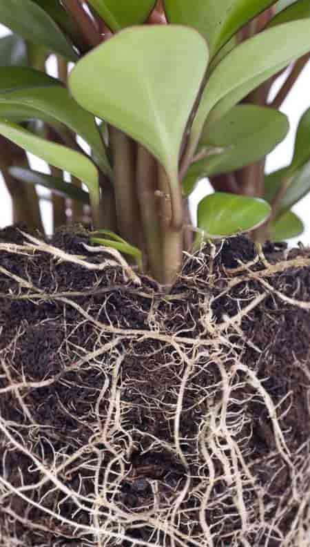 good peperomia plant care produces a healthy root system