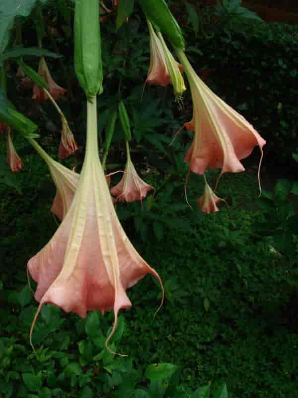 Trumpet tree flower insignis
