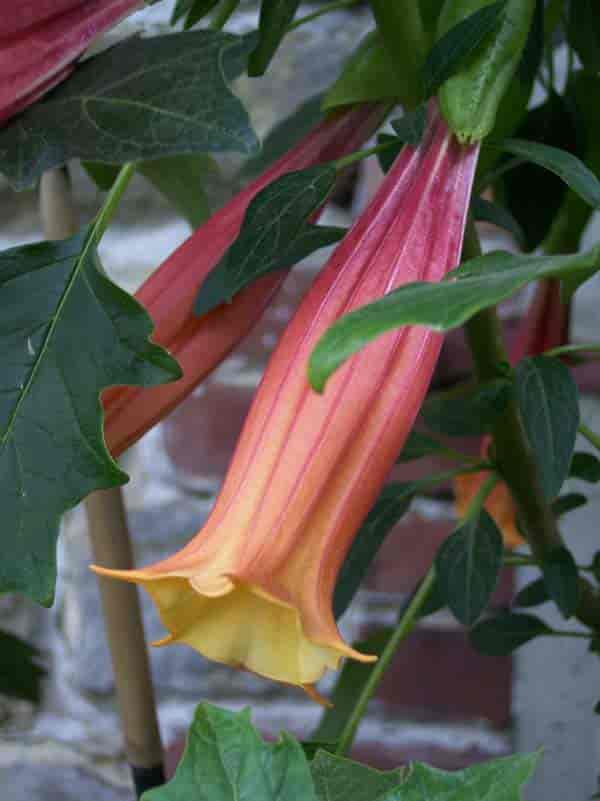 flowering Brugmansia Vulcanicola