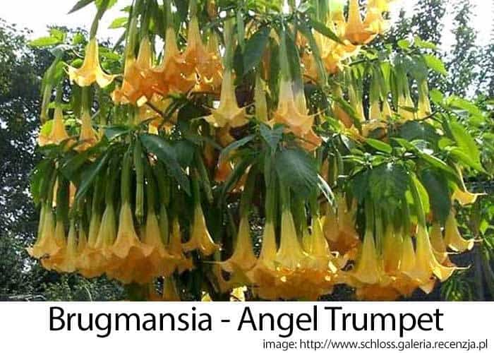 brugmansia angel trumpet flowering
