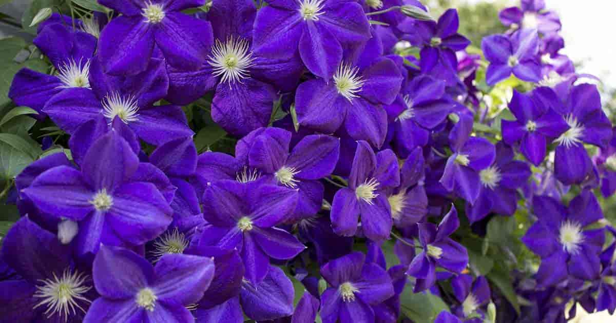 clematis vine flowering purple