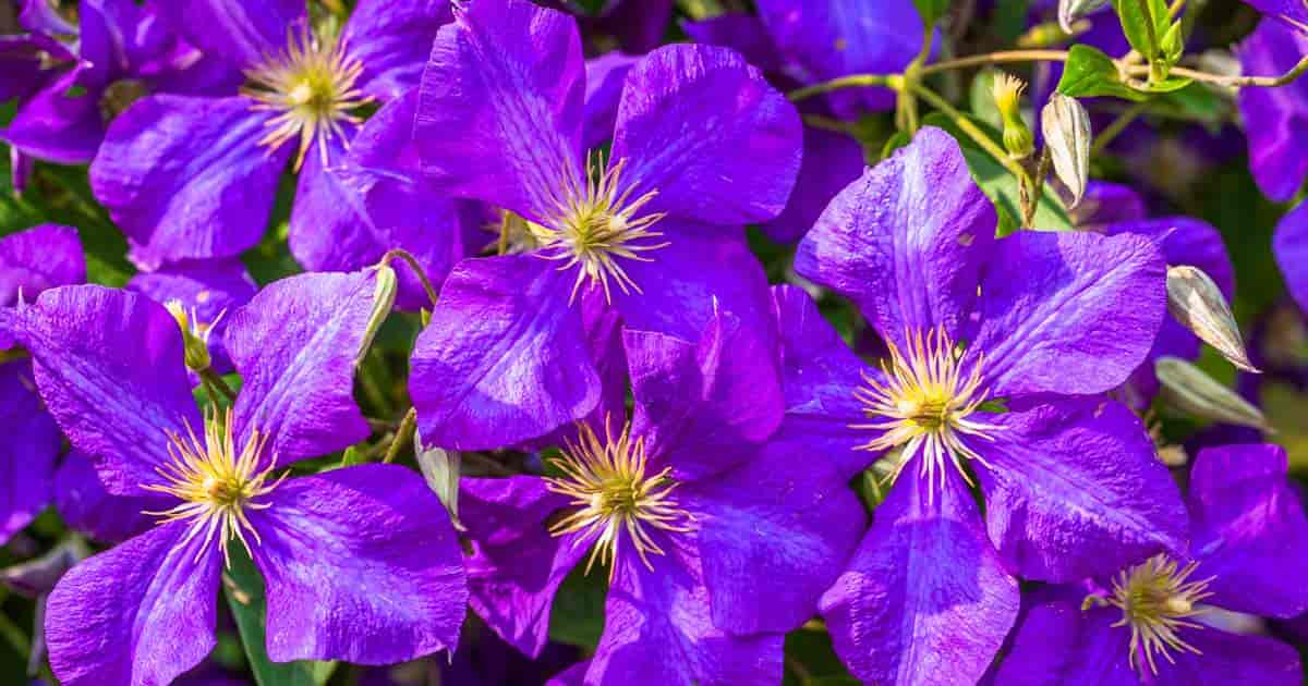 clematis vine multiple purple flower