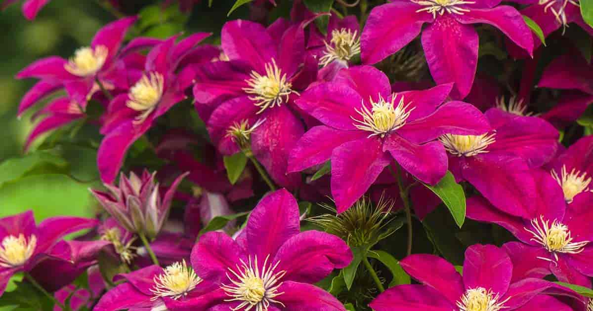 The beautiful rose colored Clematis flower