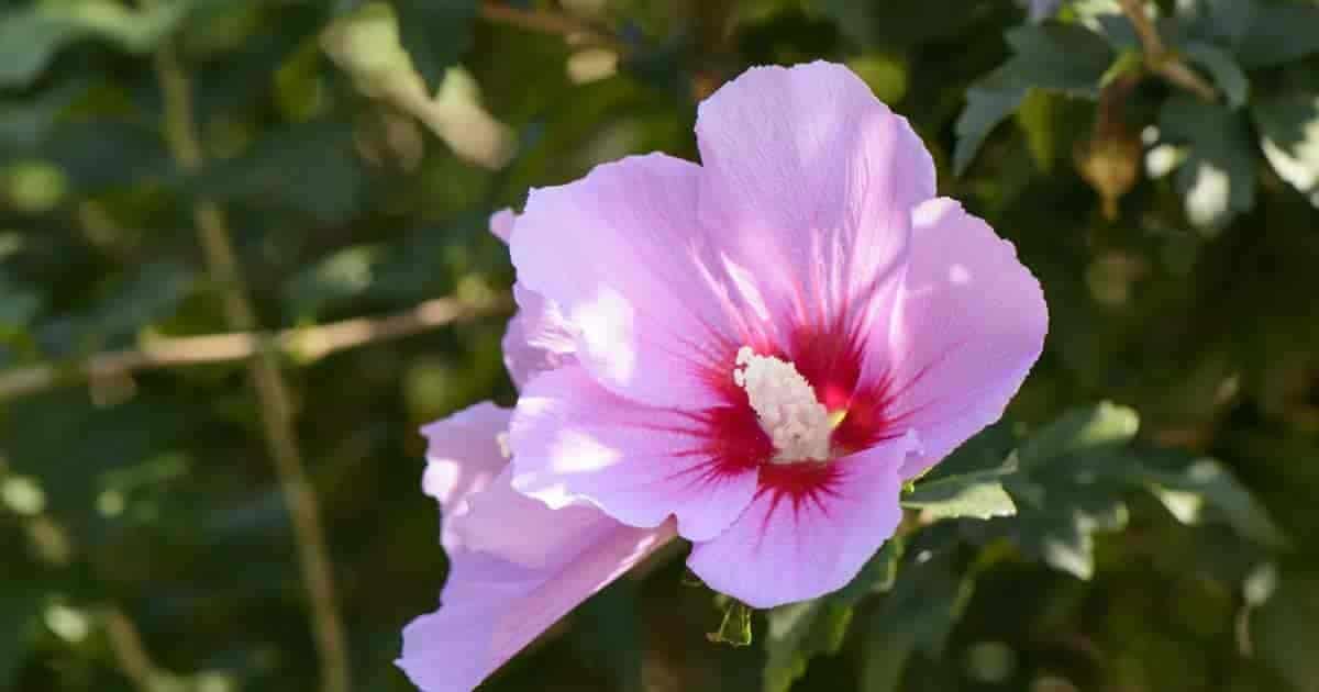 rosa blomst av Rose of Sharon-treet