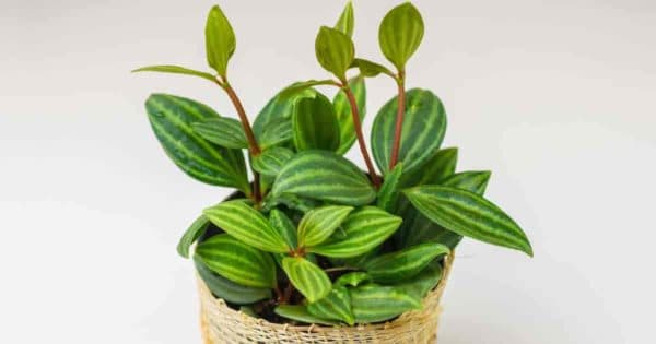 potted peperomia puteolata - den parallelle pep