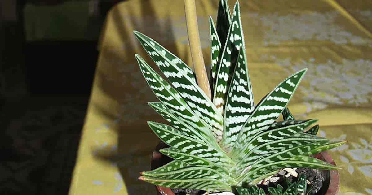 Variegated Tiger Aloe with bloom stalk