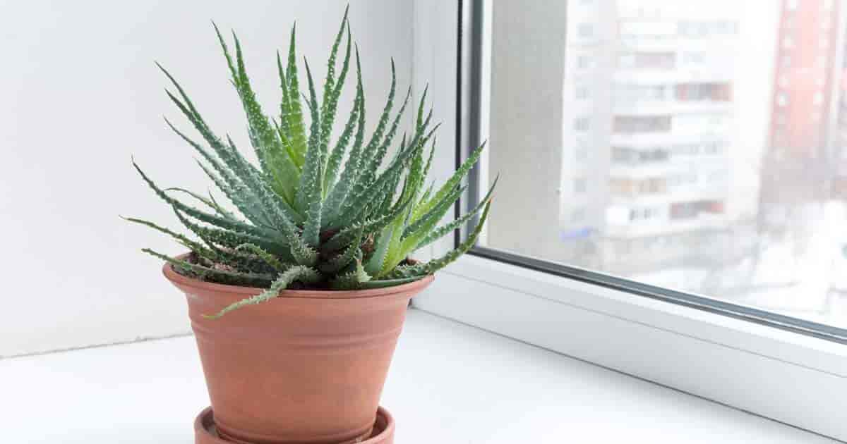 Potted Aloe aristata - Lace Aloe by window