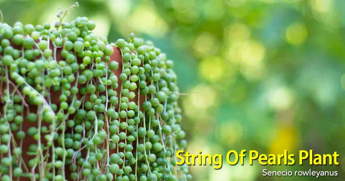 Senecio rowleyanus (String of Pearls) kurv