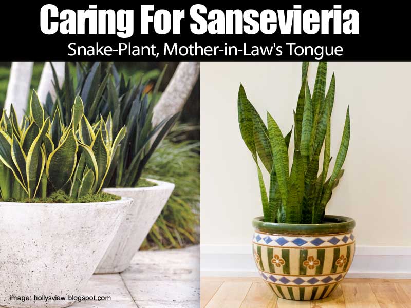 The snake plant growing in pots make excellent low light indoor plants