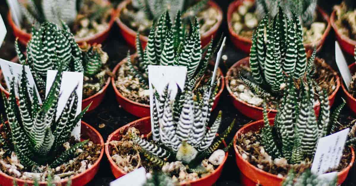 potted Haworthia zebra cactus (fasciata)