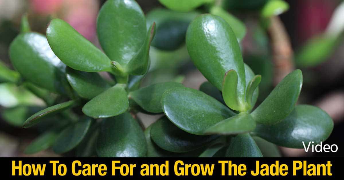 Jade plant (Crassula ovata) are popular indoor plants use a well drained potting mix for best results