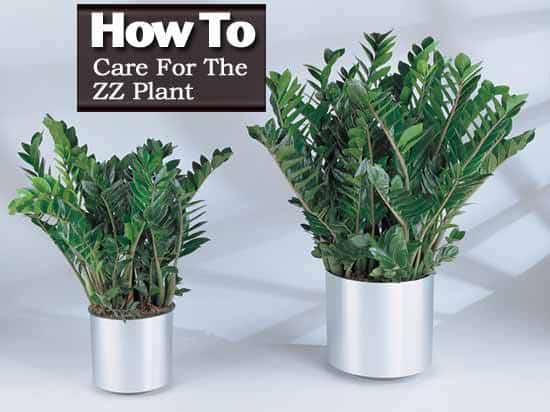 potted zz plants (eternity plant) is an excellent indoor plant requiring low maintenance plant.