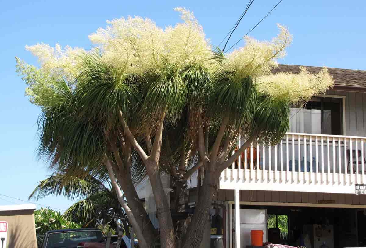 Blooms on the Ponytail palm (Elephant foot plant)