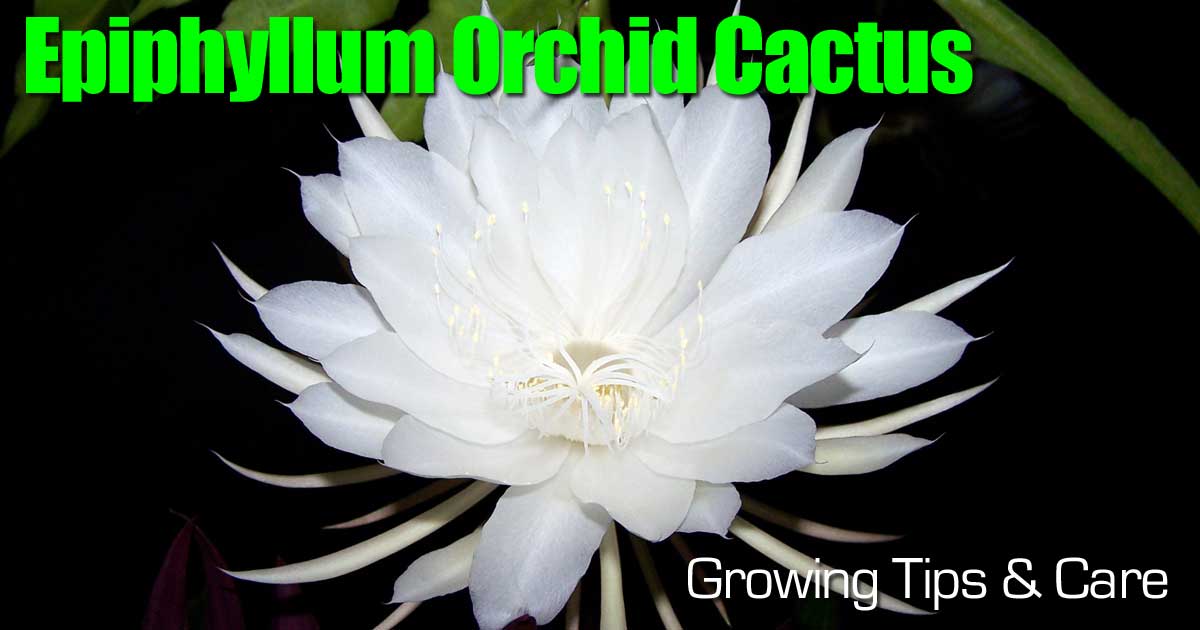 Orchid cactus flower (Epiphyllum)