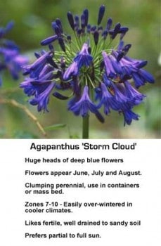 agapanthus-storm-sky-043014