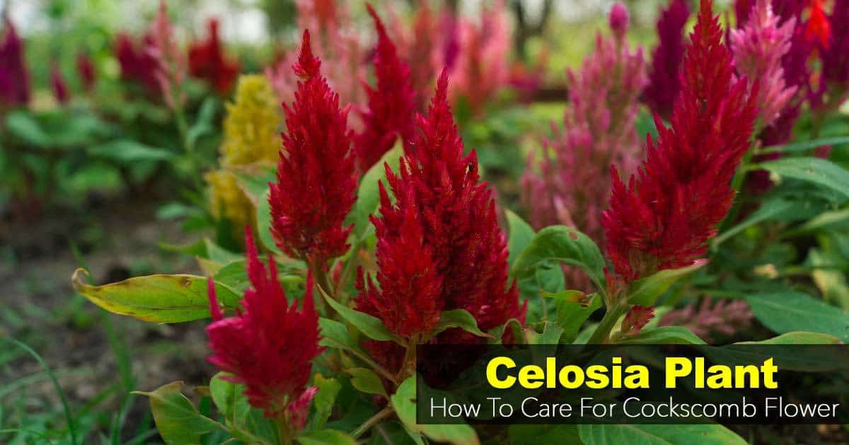 Blomstrende Celosia planter Cockscomb-blomsten