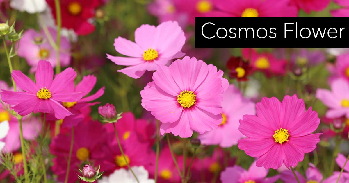 kosmos blomstrer attraktive årlige blomster for farge