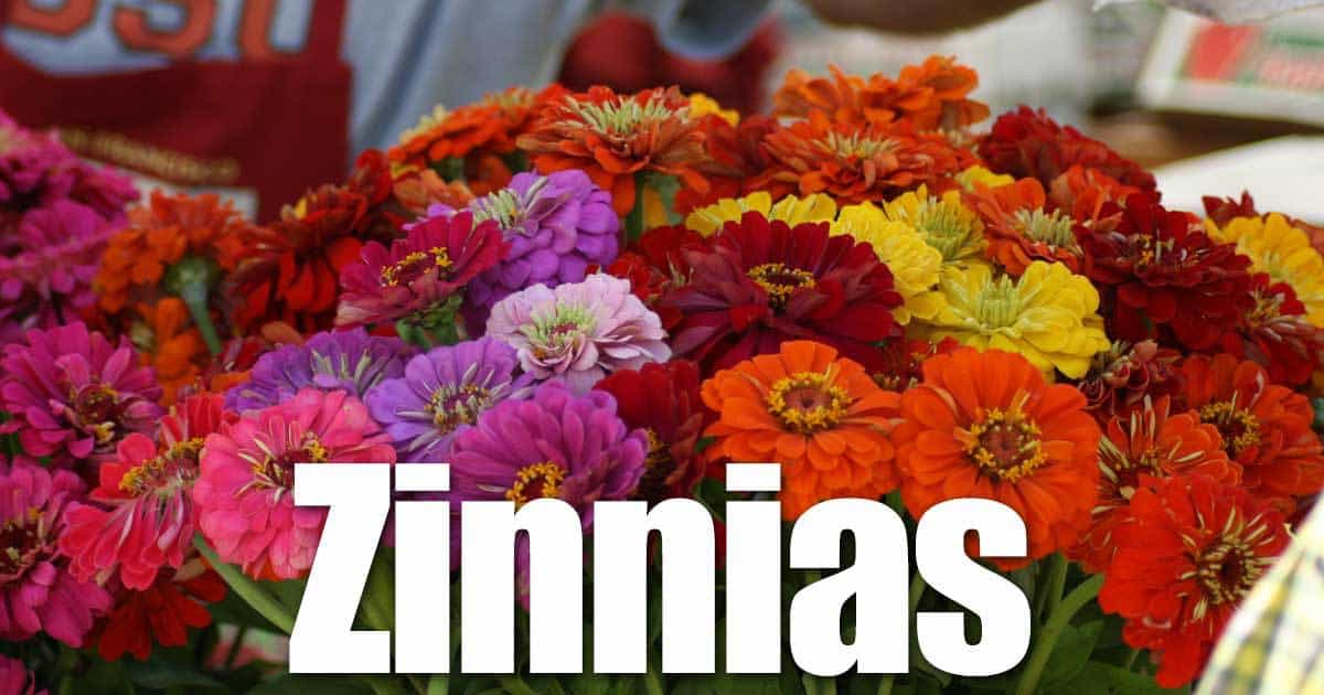 Årlige zinnia blomster et must for hver sommer blomsterhage
