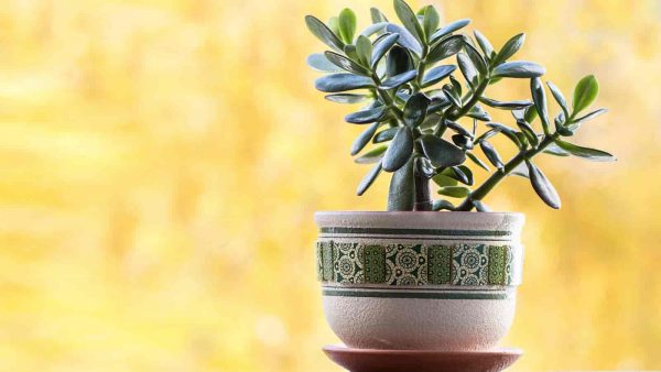 Jade Plant er dekorativ planter