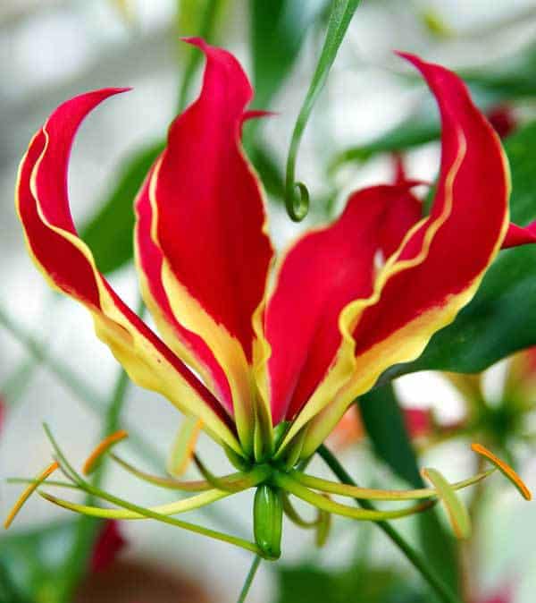 Blomstrende Gloriosa Lily