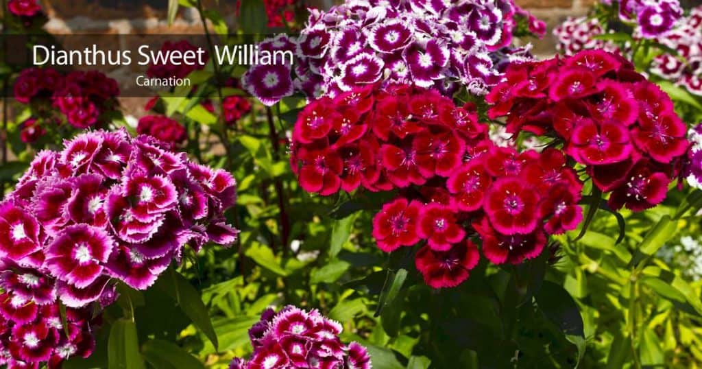 Attractive flowers of the Sweet William Dianthus - Pinks