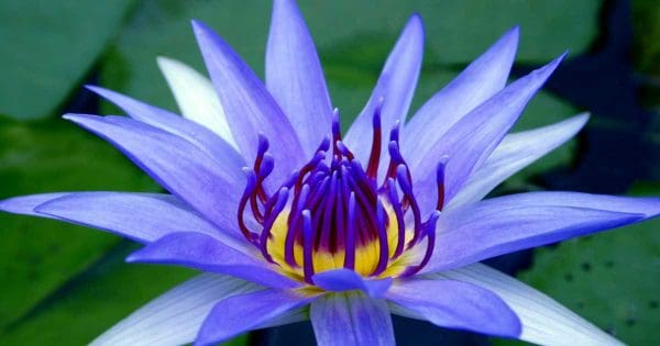 bright flowering water lily