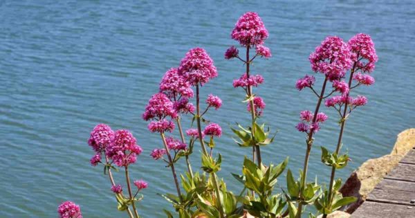 Blooming Centranthus Ruber - Red Valerian