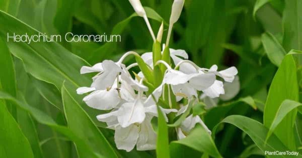 Flowering Hedychium Coronarium - owering White Ginger Lily