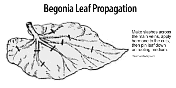 Begonia bladutbredelse som viser hvor å kutte venene