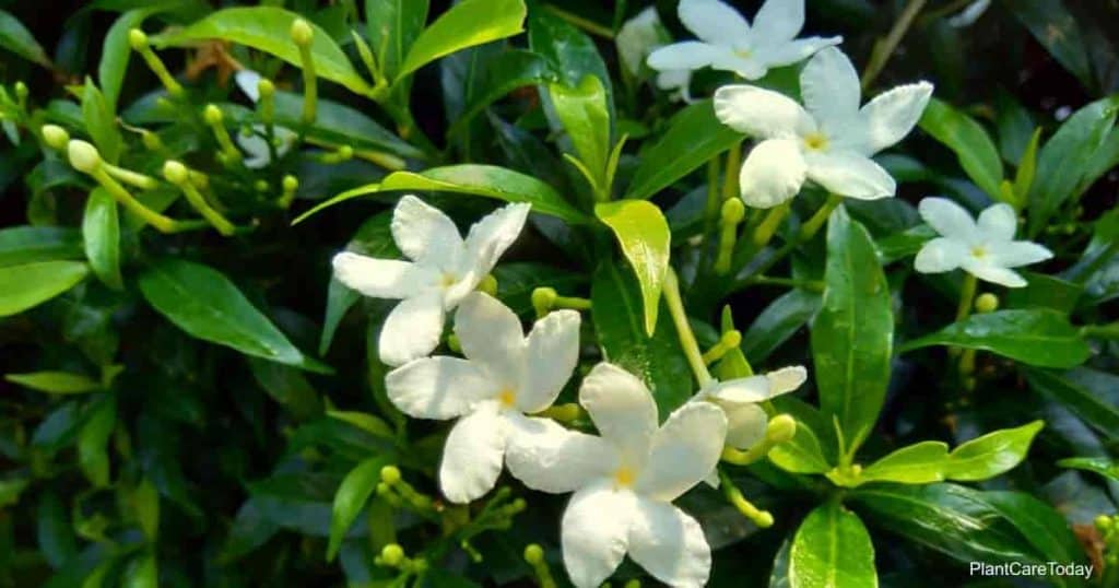Nærbilde grønne Gardenia jasminoides (gardenia, cape jasmine, cape jessamine)