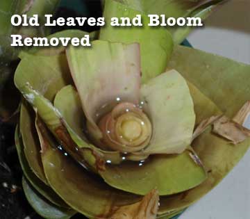 guzmania-blomst fjernet