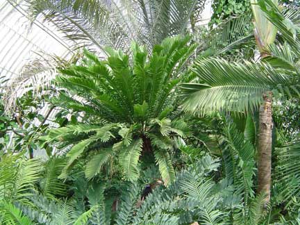 encephalartos-altensteinii3