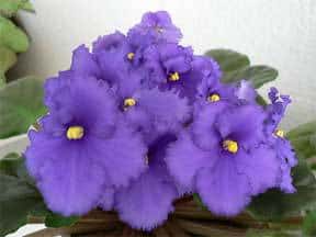 blooming-african-violet