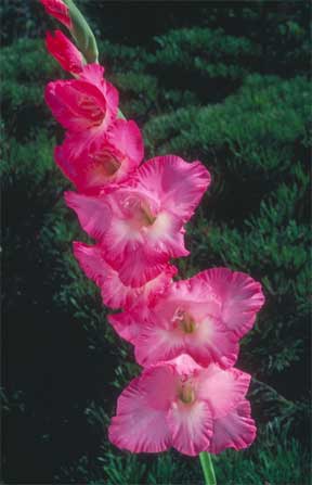 133051-big-time-gladiolus