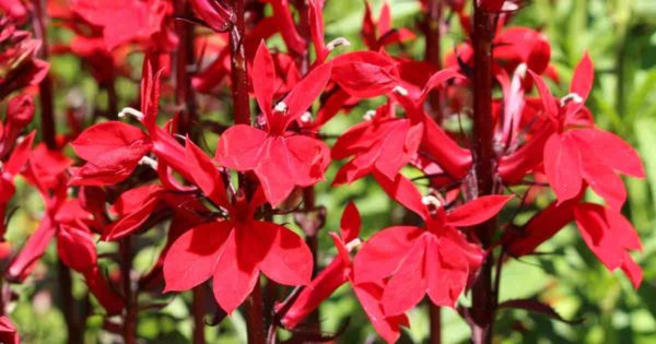Cardinal Flower: Learn Striking Red Lobelia Cardinalis
