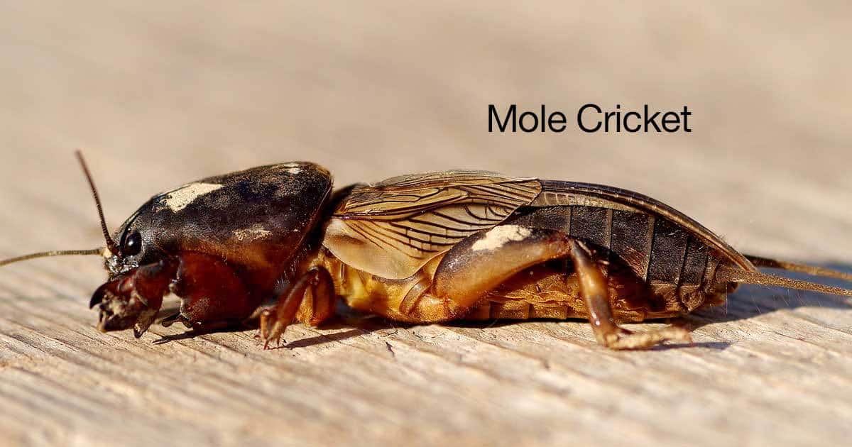 mole-cricket-01312016