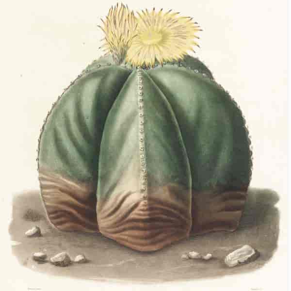 Botanisk tegning - Echinocactus myriostigma - Astrophytum Bishop's Cap