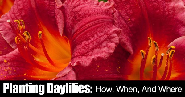 planting-daylillies-10312015