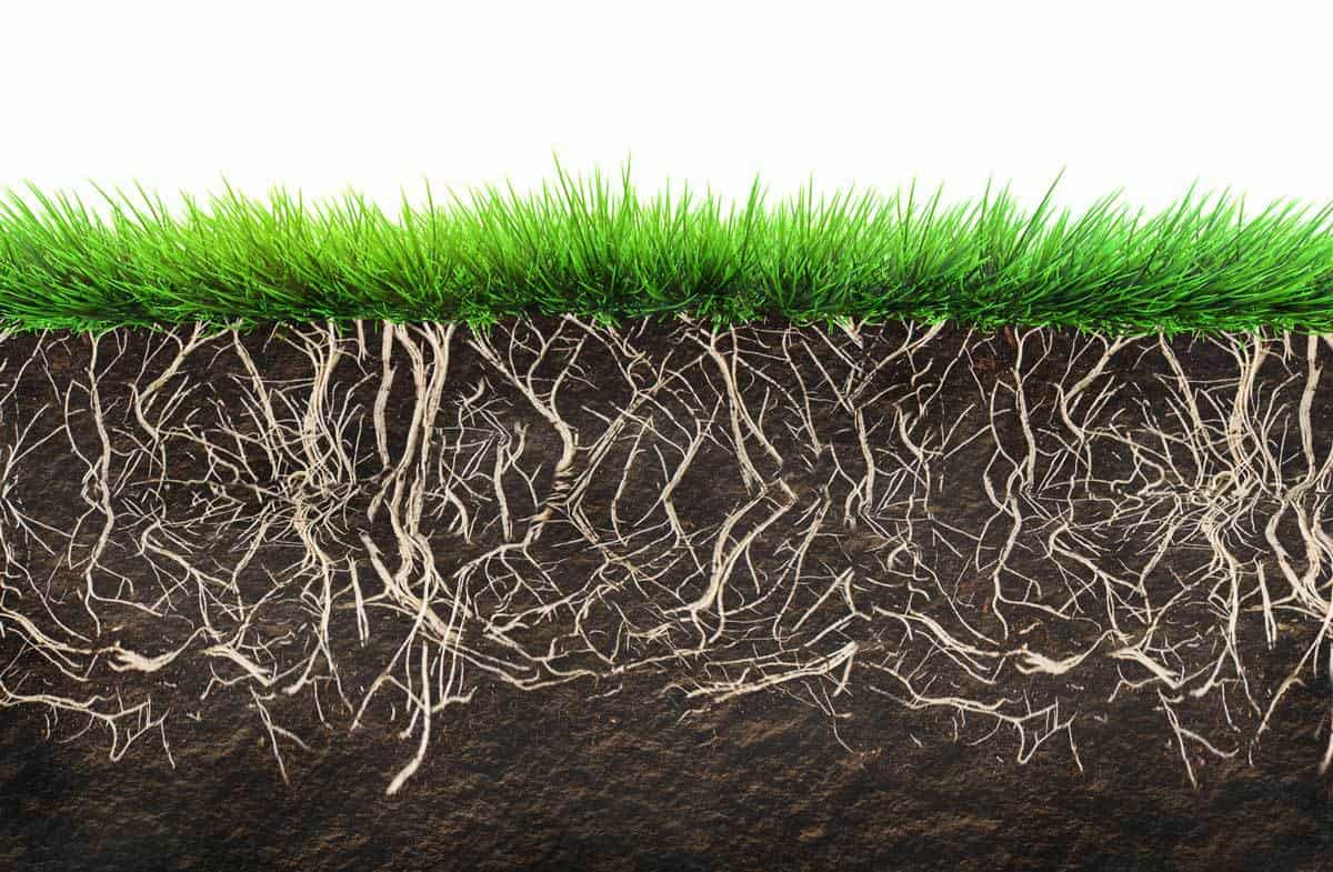 grass-soil-01312016