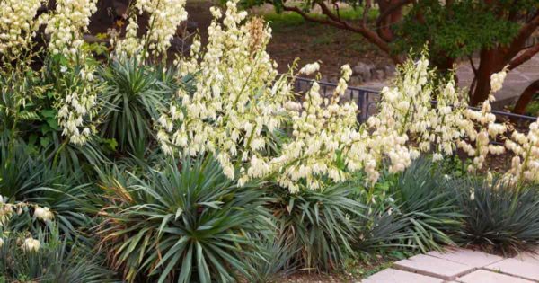 Blomstrende Adams nål yucca planter